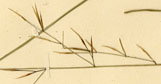 Aristida geminiflora